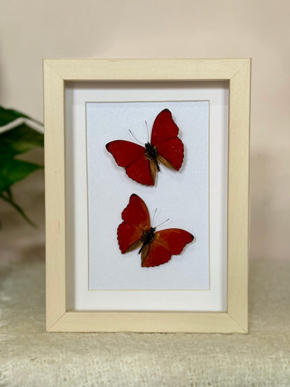 Two Blood Red Gliders