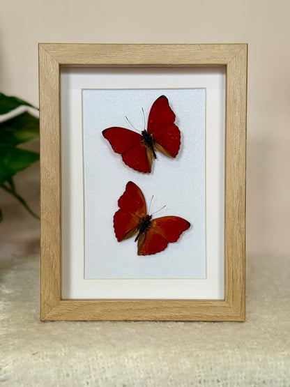 Two Blood Red Gliders
