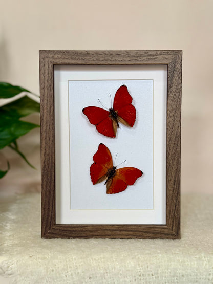 Two Blood Red Gliders