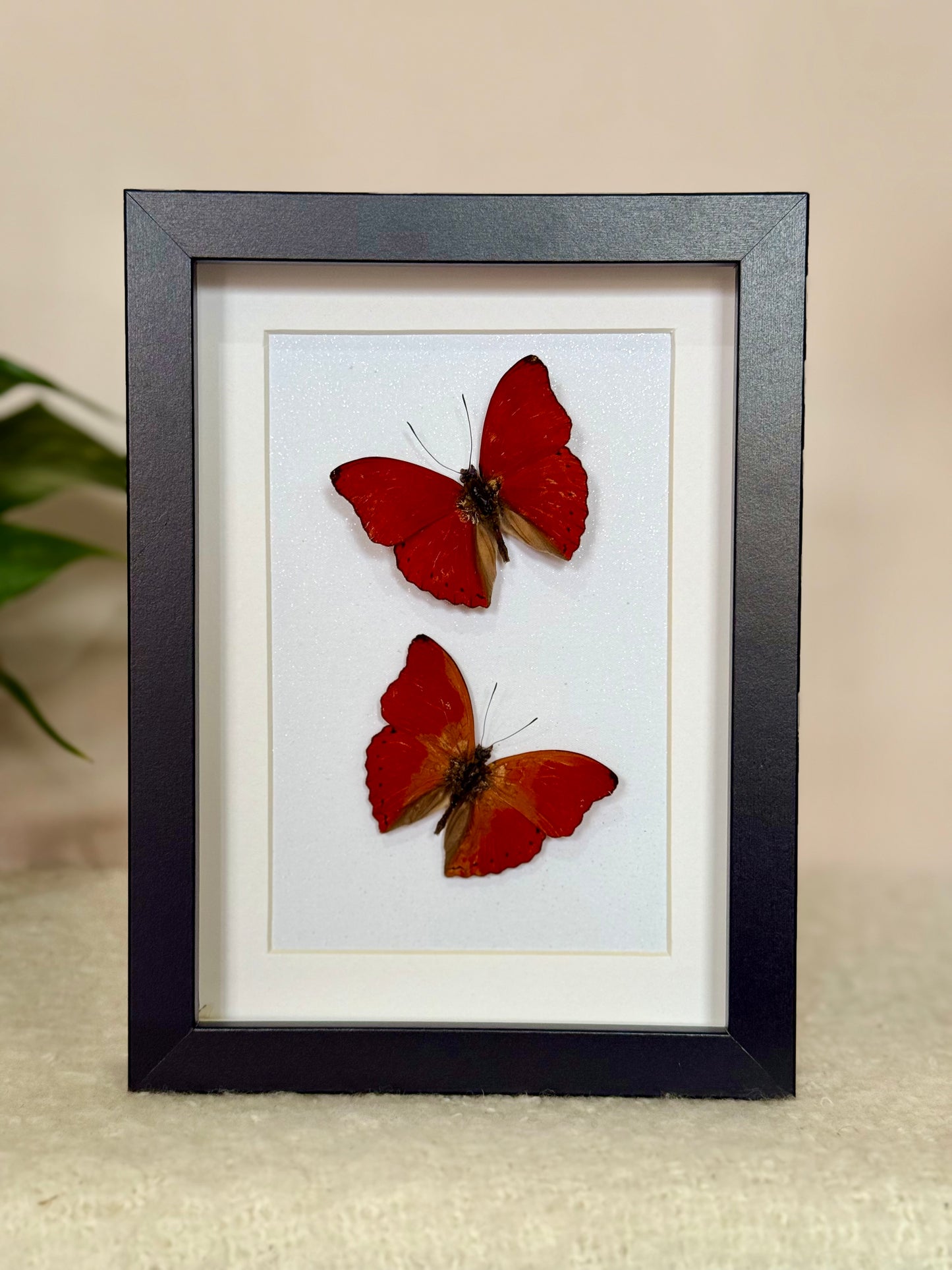 Two Blood Red Gliders