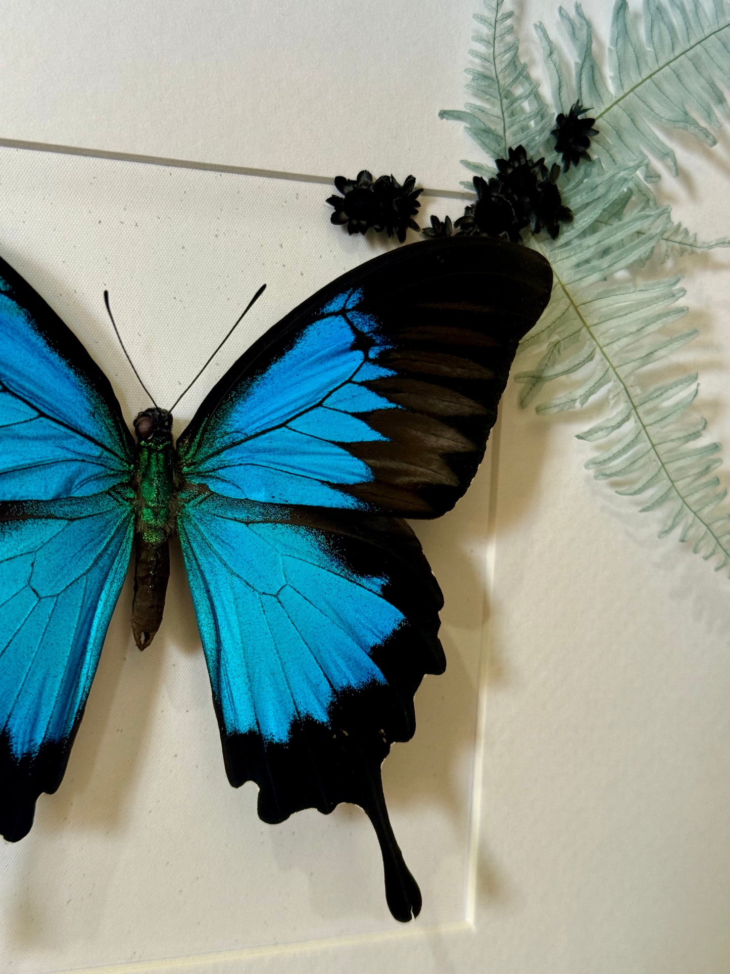 Ulysses Buttery with Botanicals