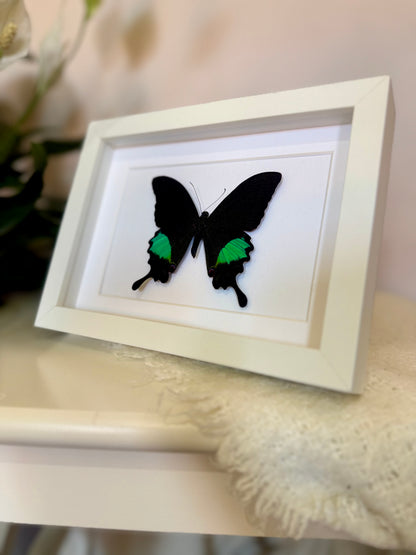 Paris Peacock Swallowtail