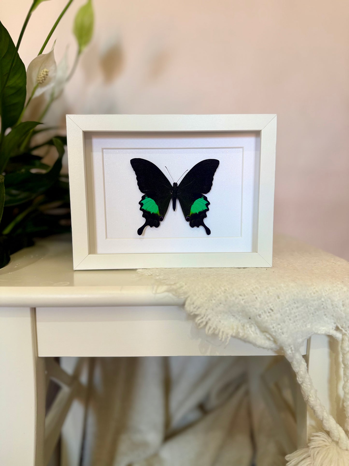 Paris Peacock Swallowtail