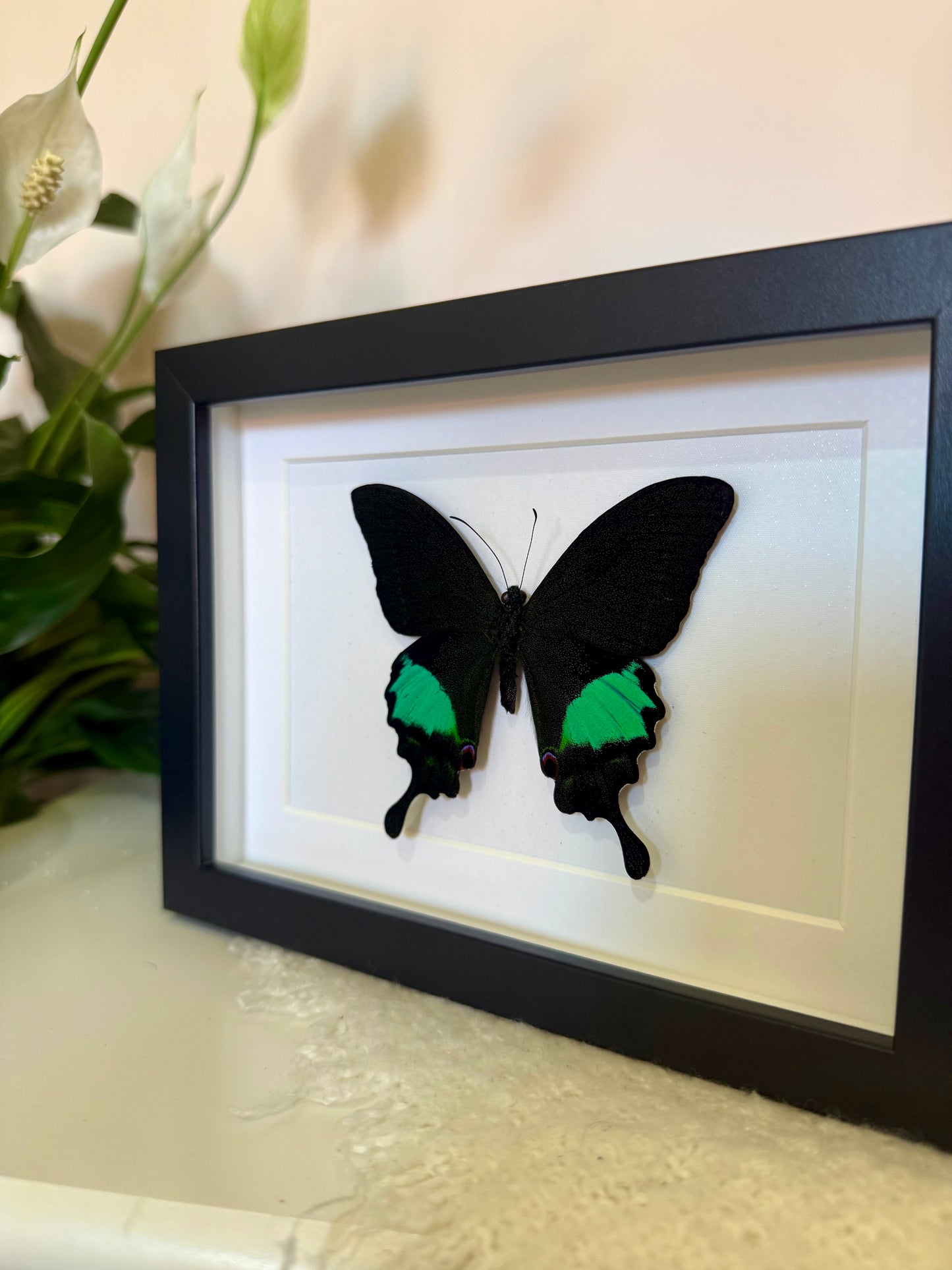 Paris Peacock Swallowtail