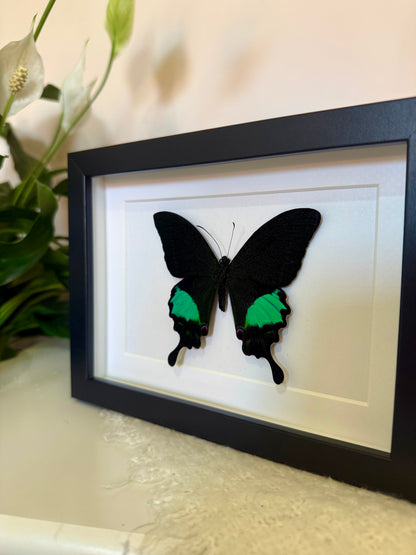 Paris Peacock Swallowtail