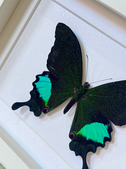 Paris Peacock Swallowtail