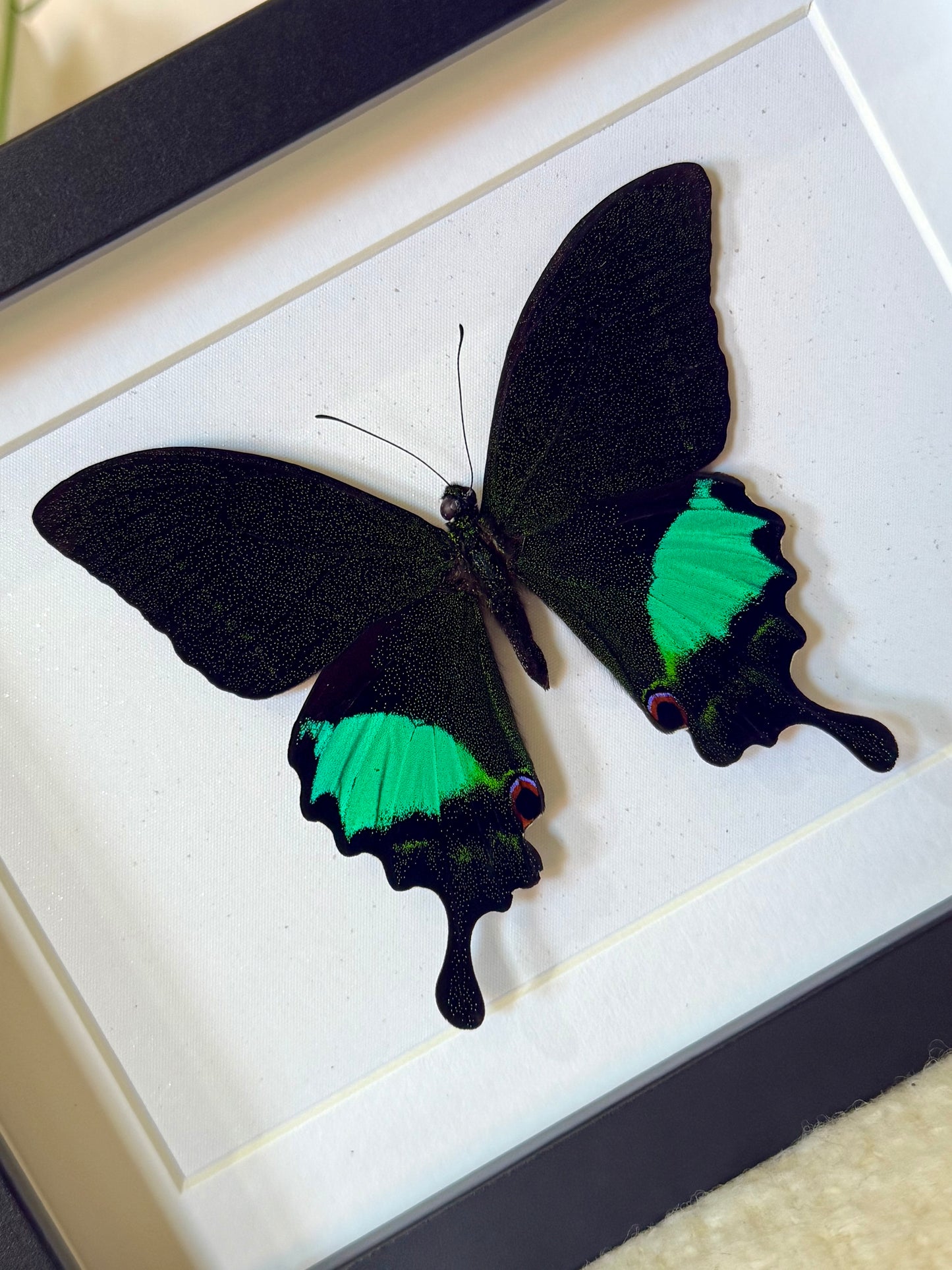 Paris Peacock Swallowtail