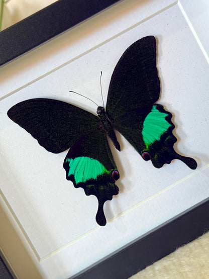 Paris Peacock Swallowtail