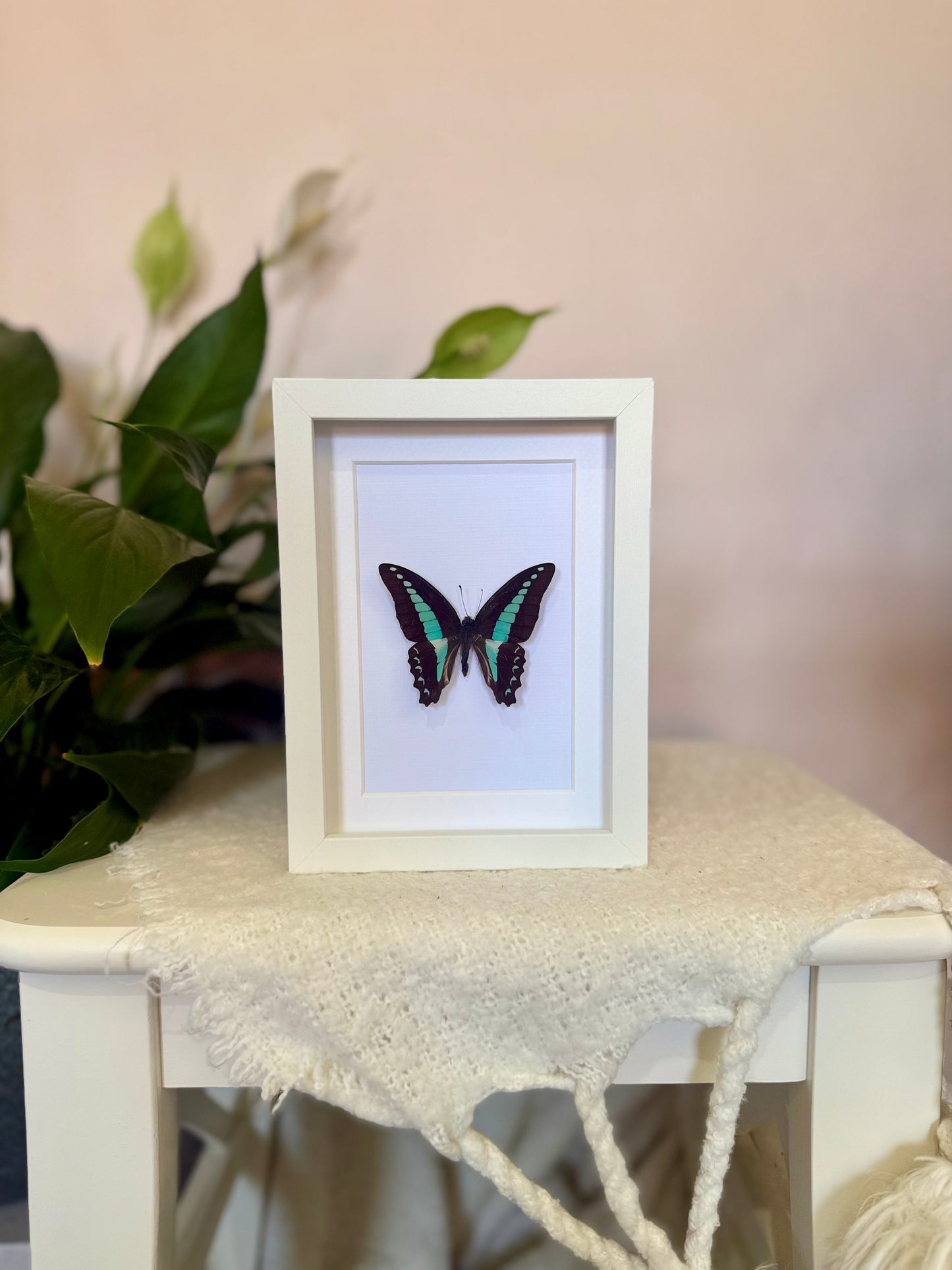 Blue Triangle Butterfly