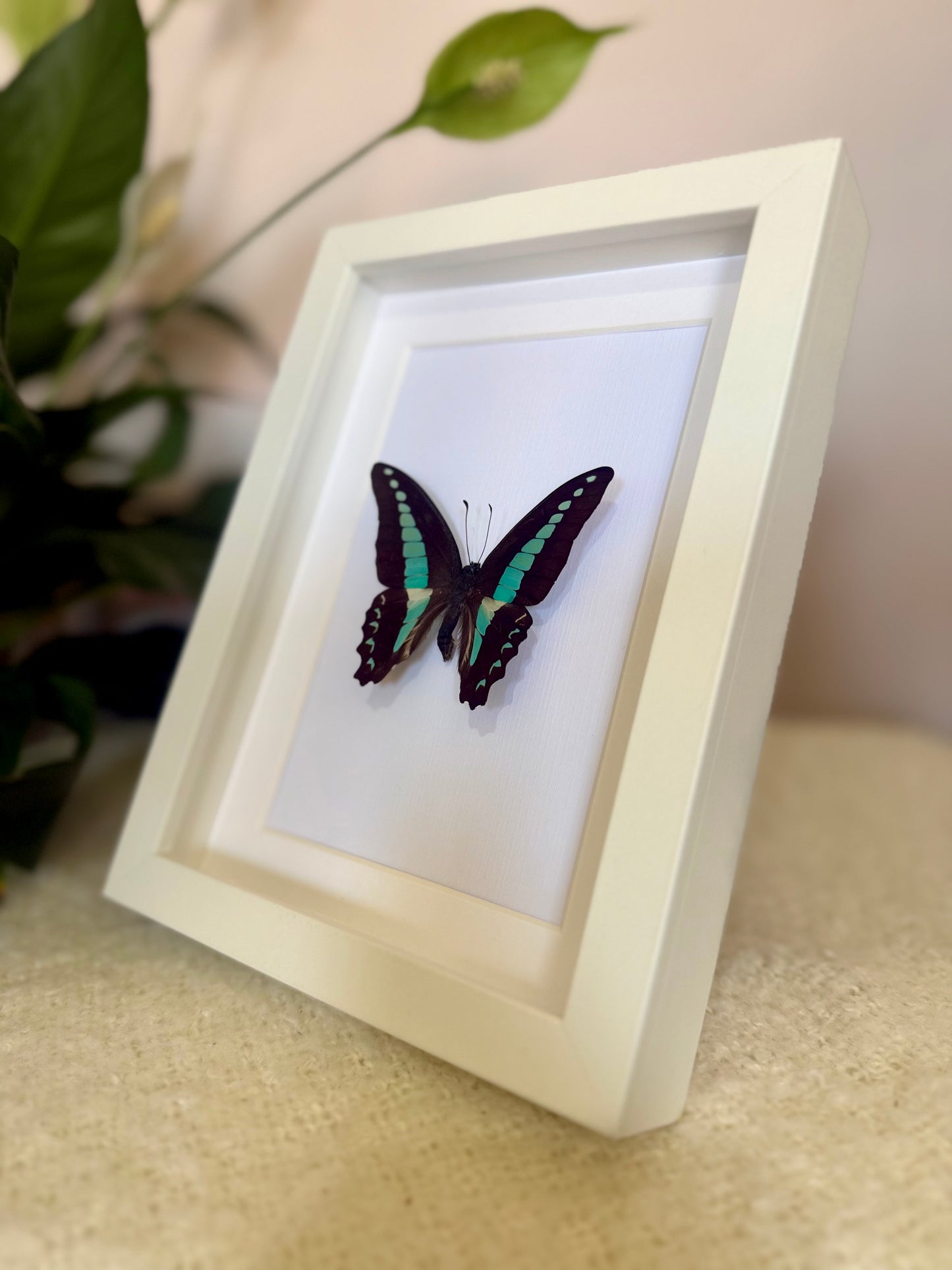 Blue Triangle Butterfly