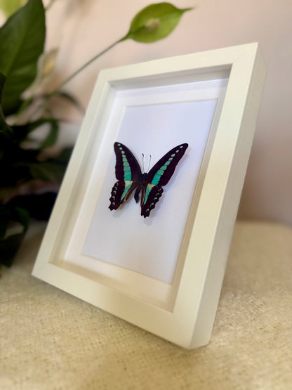 Blue Triangle Butterfly