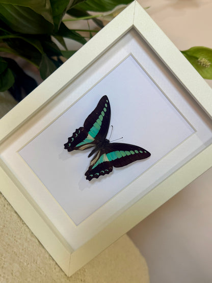 Blue Triangle Butterfly