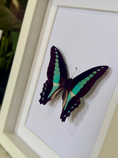 Blue Triangle Butterfly