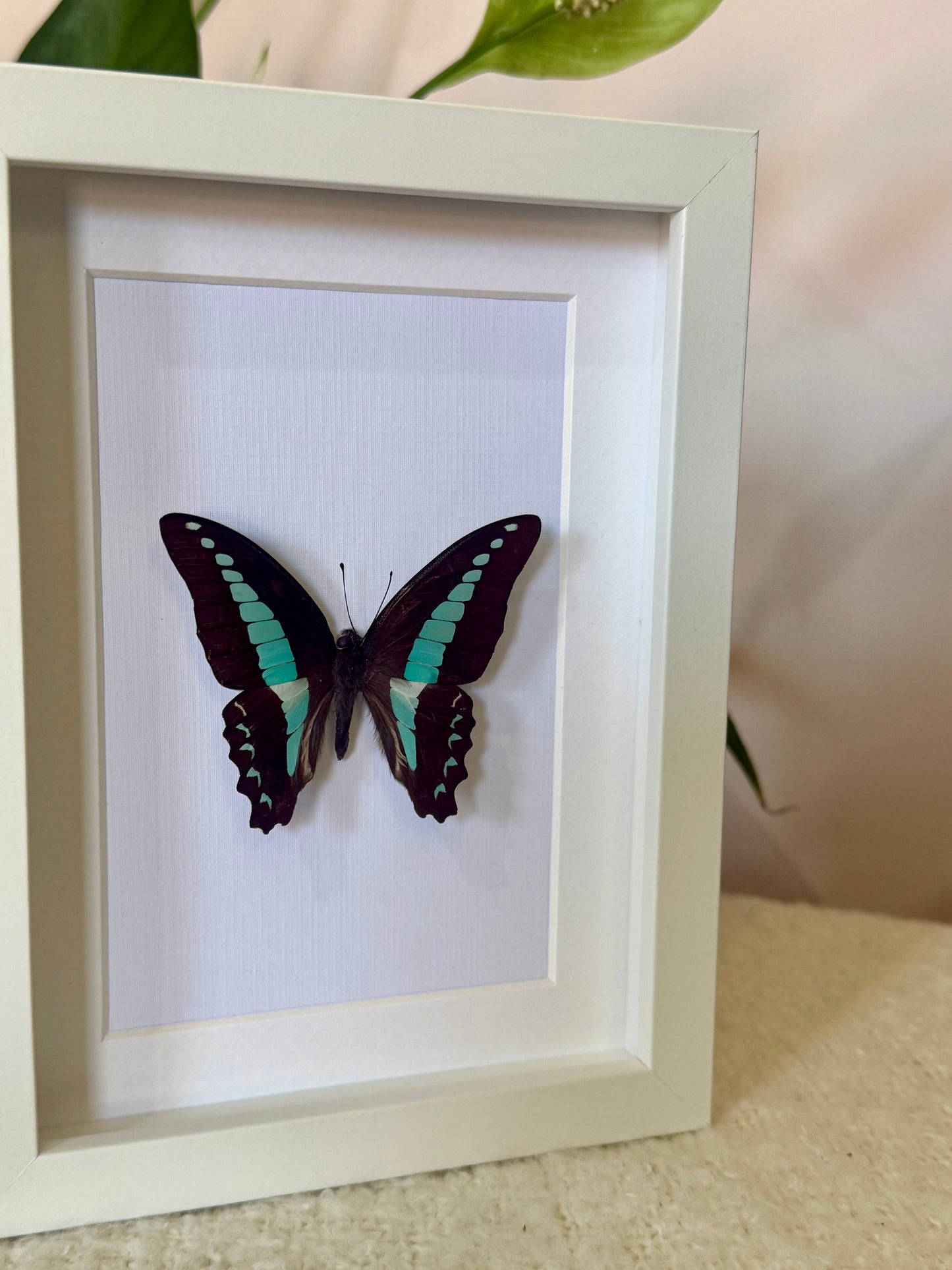 Blue Triangle Butterfly