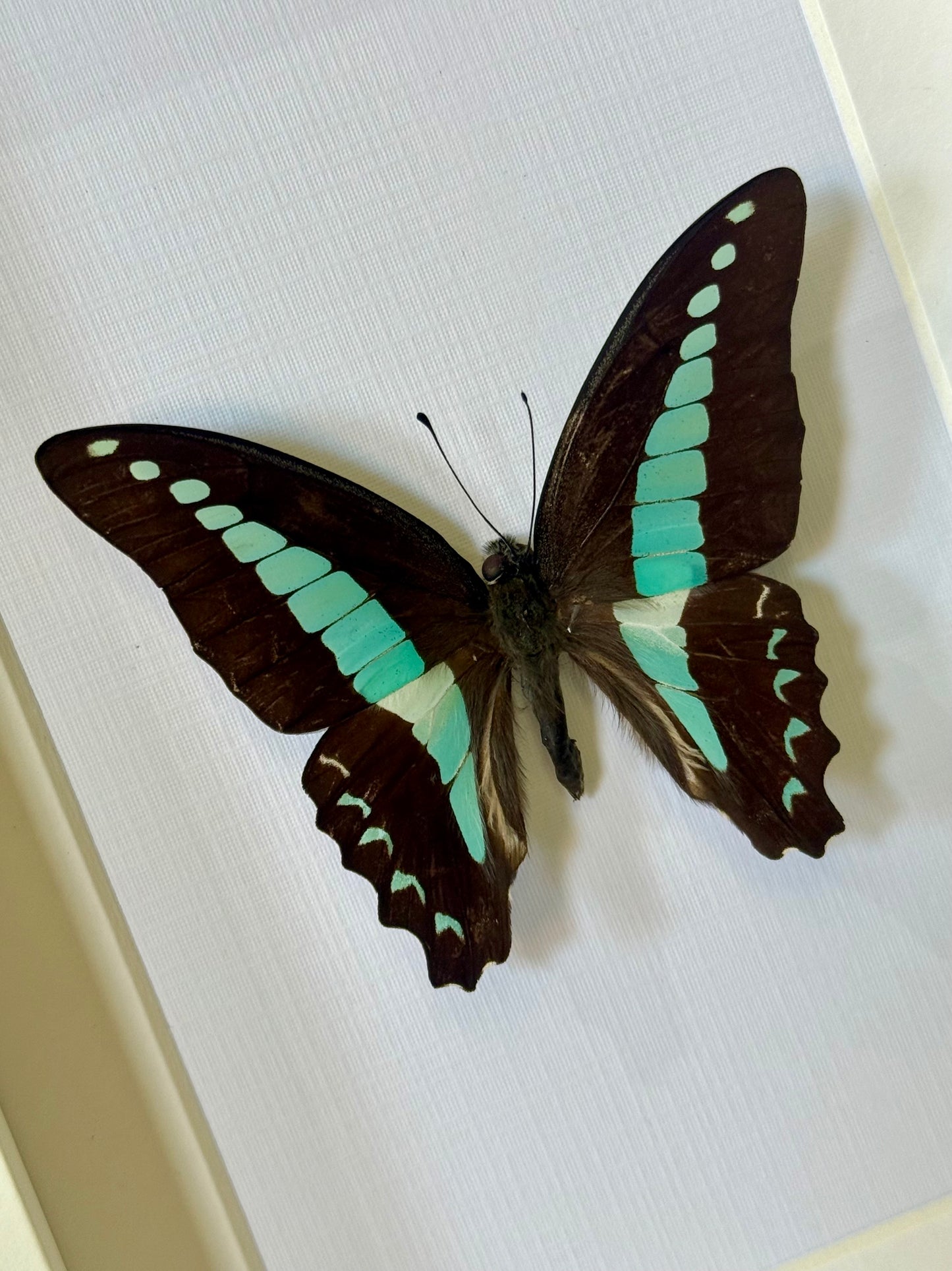 Blue Triangle Butterfly