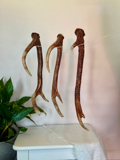 Chital Deer Antler - Small
