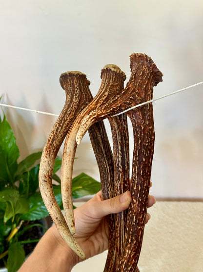 Chital Deer Antler - Small