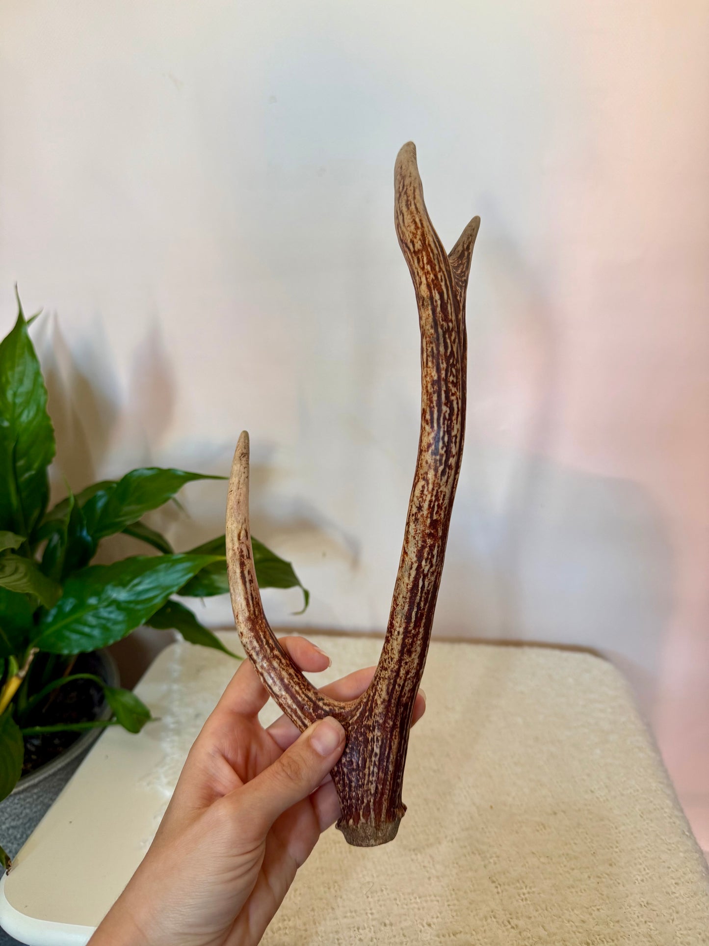 Chital Deer Antler - Small