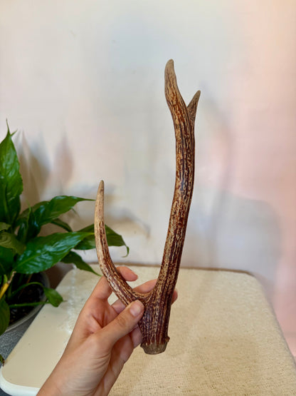 Chital Deer Antler - Small