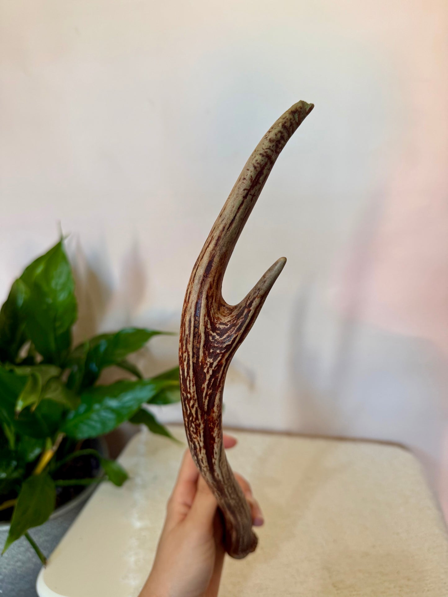 Chital Deer Antler - Small