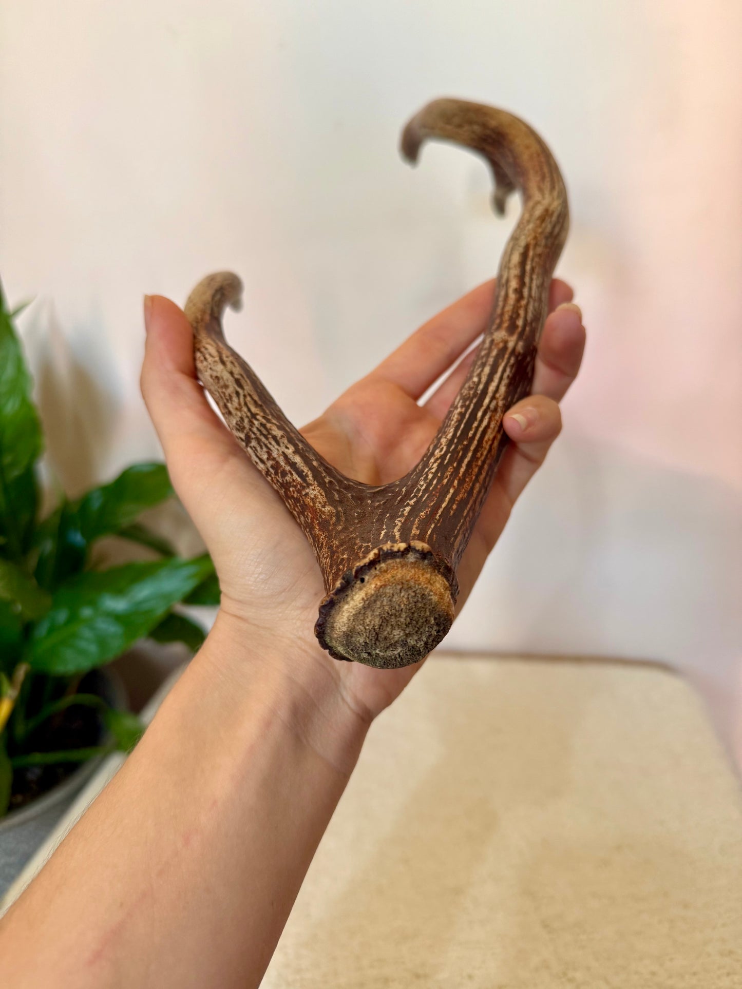 Chital Deer Antler - Small
