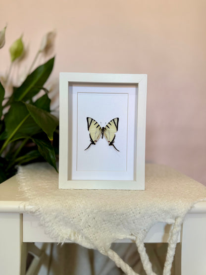 Fourbar Swordtail Butterfly