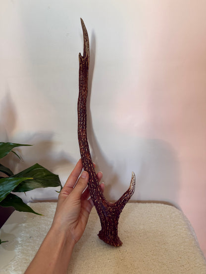 Chital Deer Antler - Small