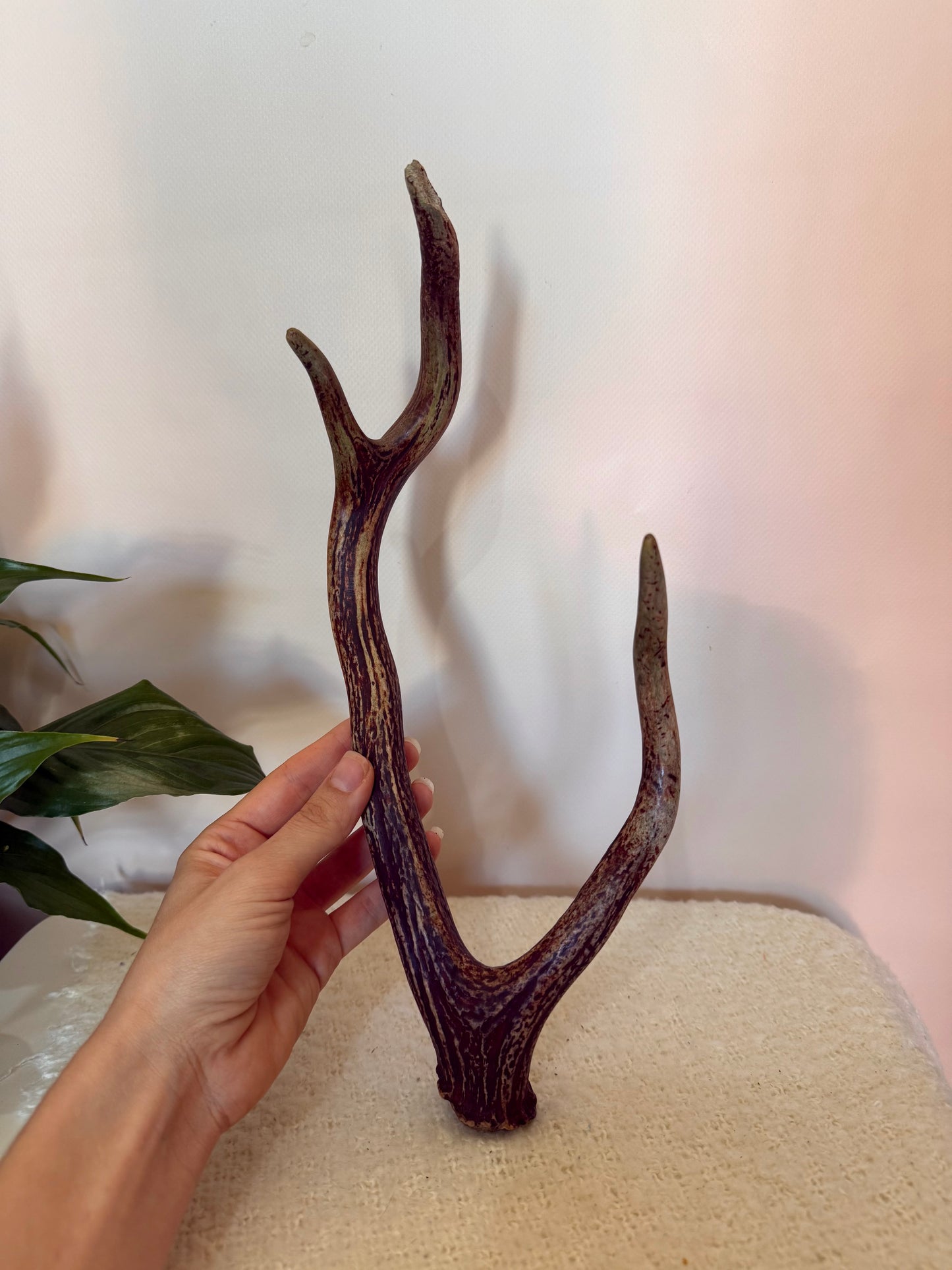 Chital Deer Antler - Small