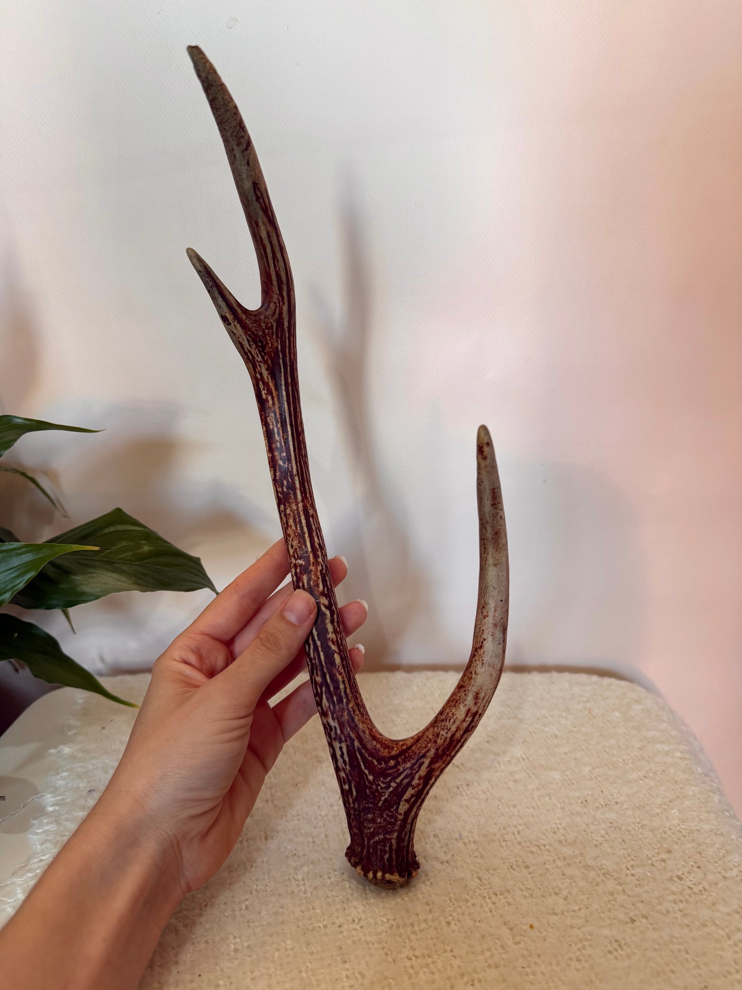 Chital Deer Antler - Small