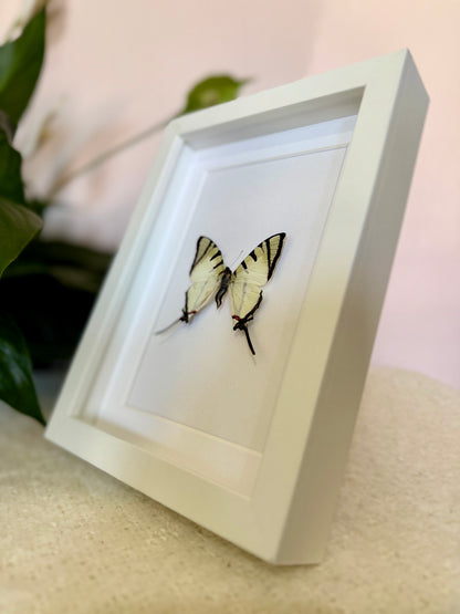 Fourbar Swordtail Butterfly