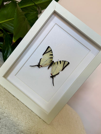 Fourbar Swordtail Butterfly