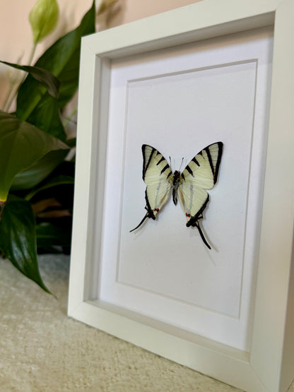 Fourbar Swordtail Butterfly