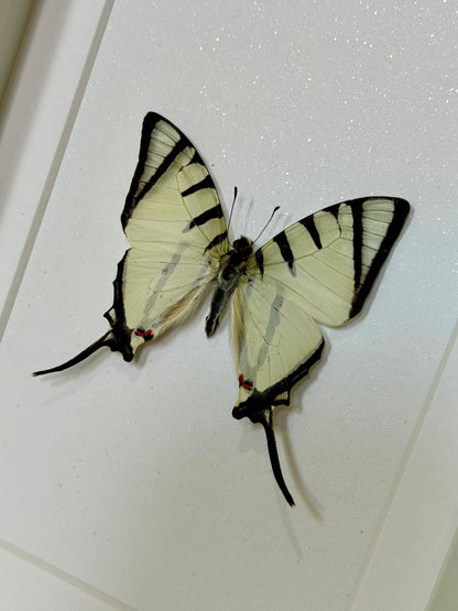 Fourbar Swordtail Butterfly