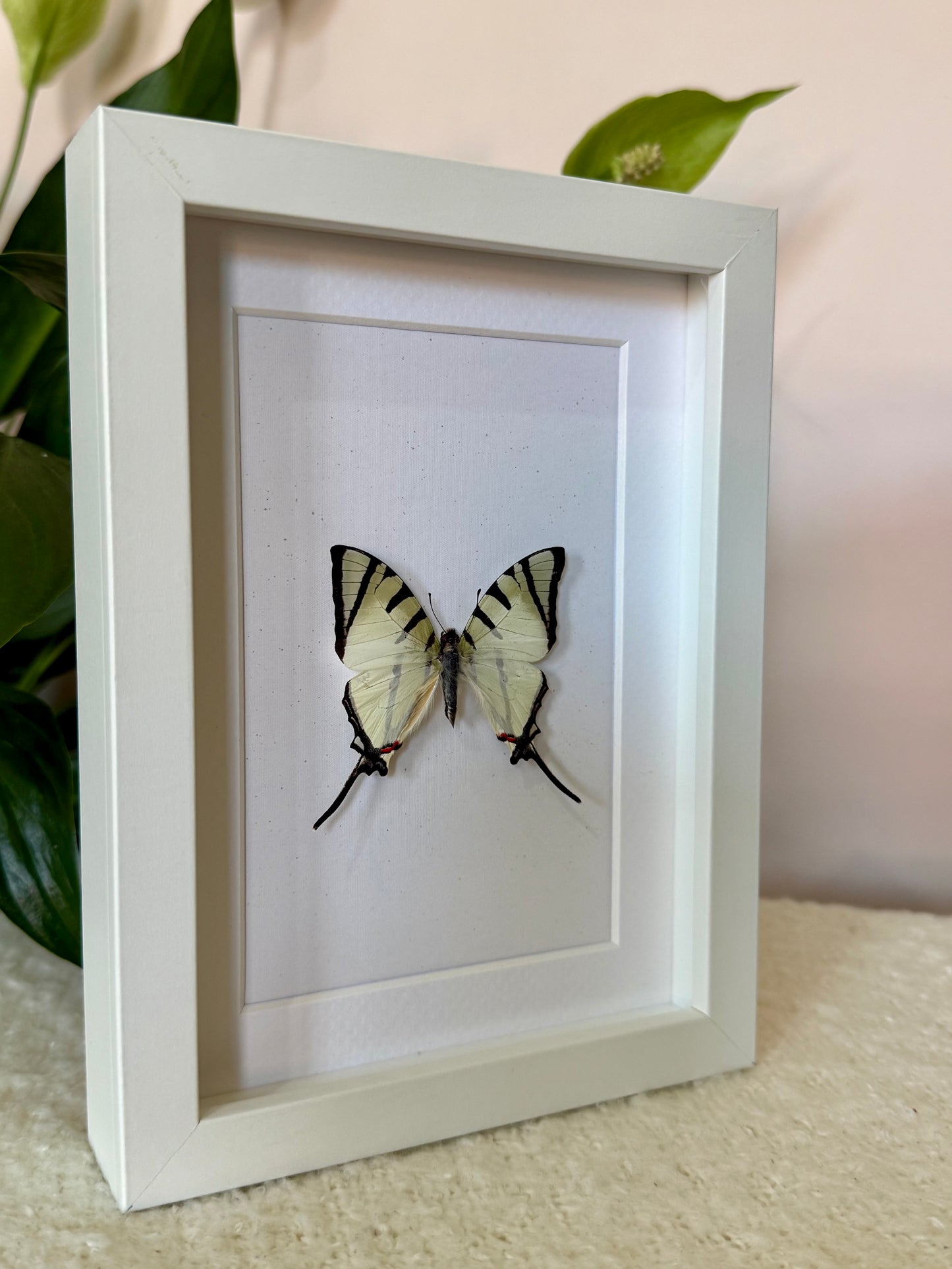 Fourbar Swordtail Butterfly