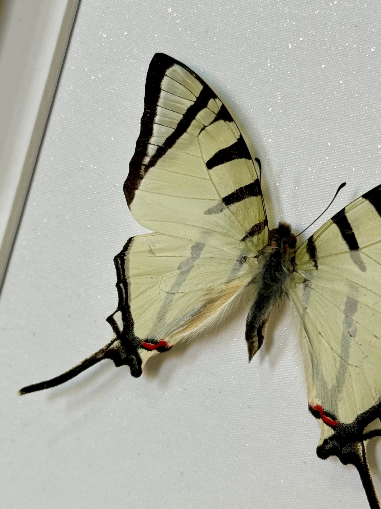 Fourbar Swordtail Butterfly