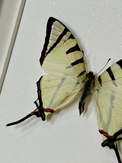 Fourbar Swordtail Butterfly