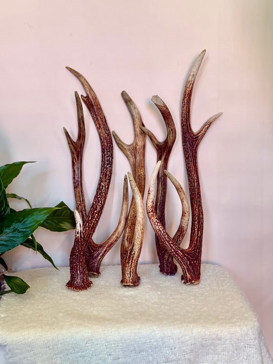 Chital Deer Antlers - Small