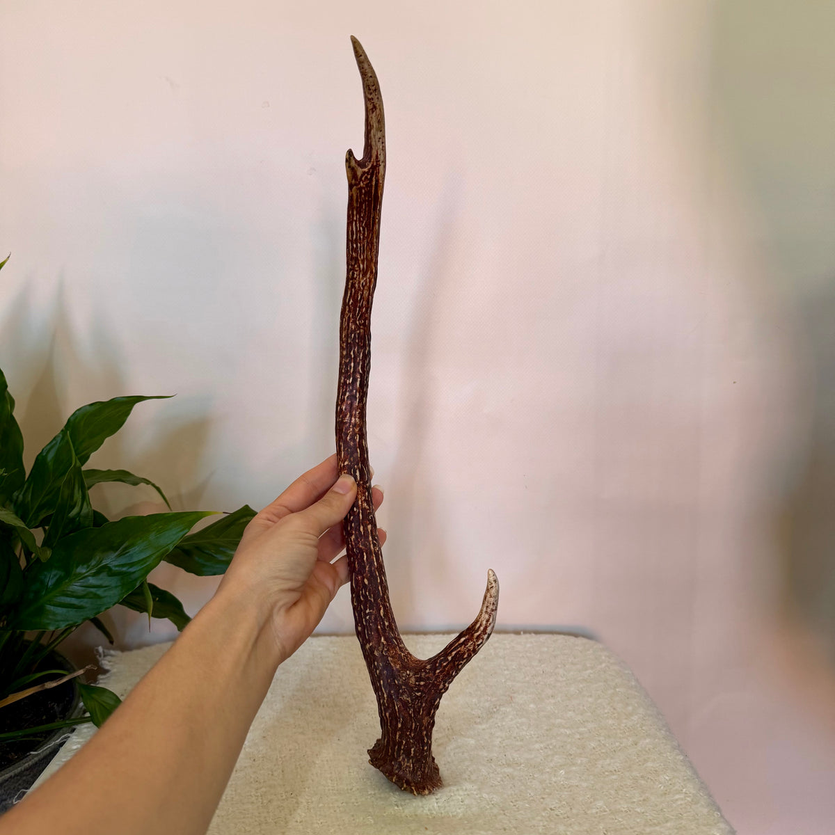 Chital Deer Antlers - Small
