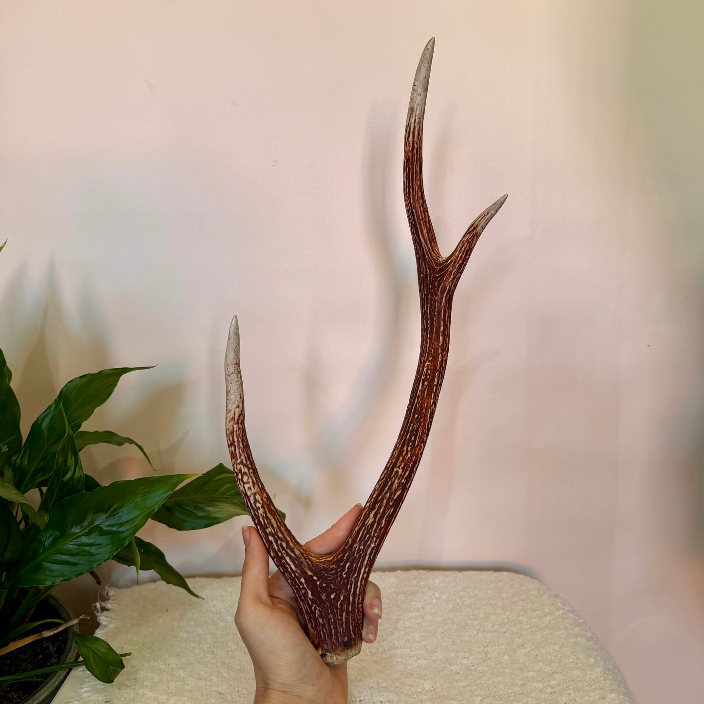 Chital Deer Antlers - Small