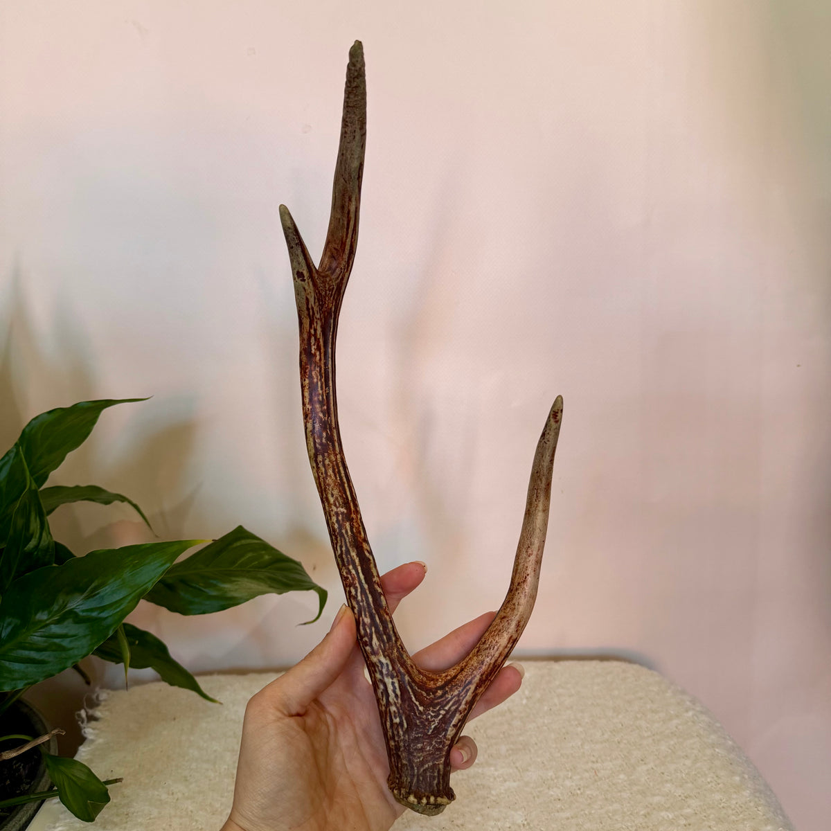 Chital Deer Antlers - Small