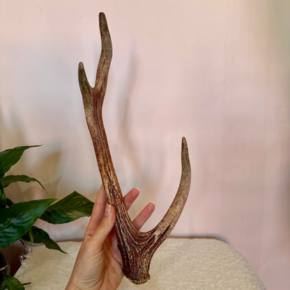 Chital Deer Antlers - Small