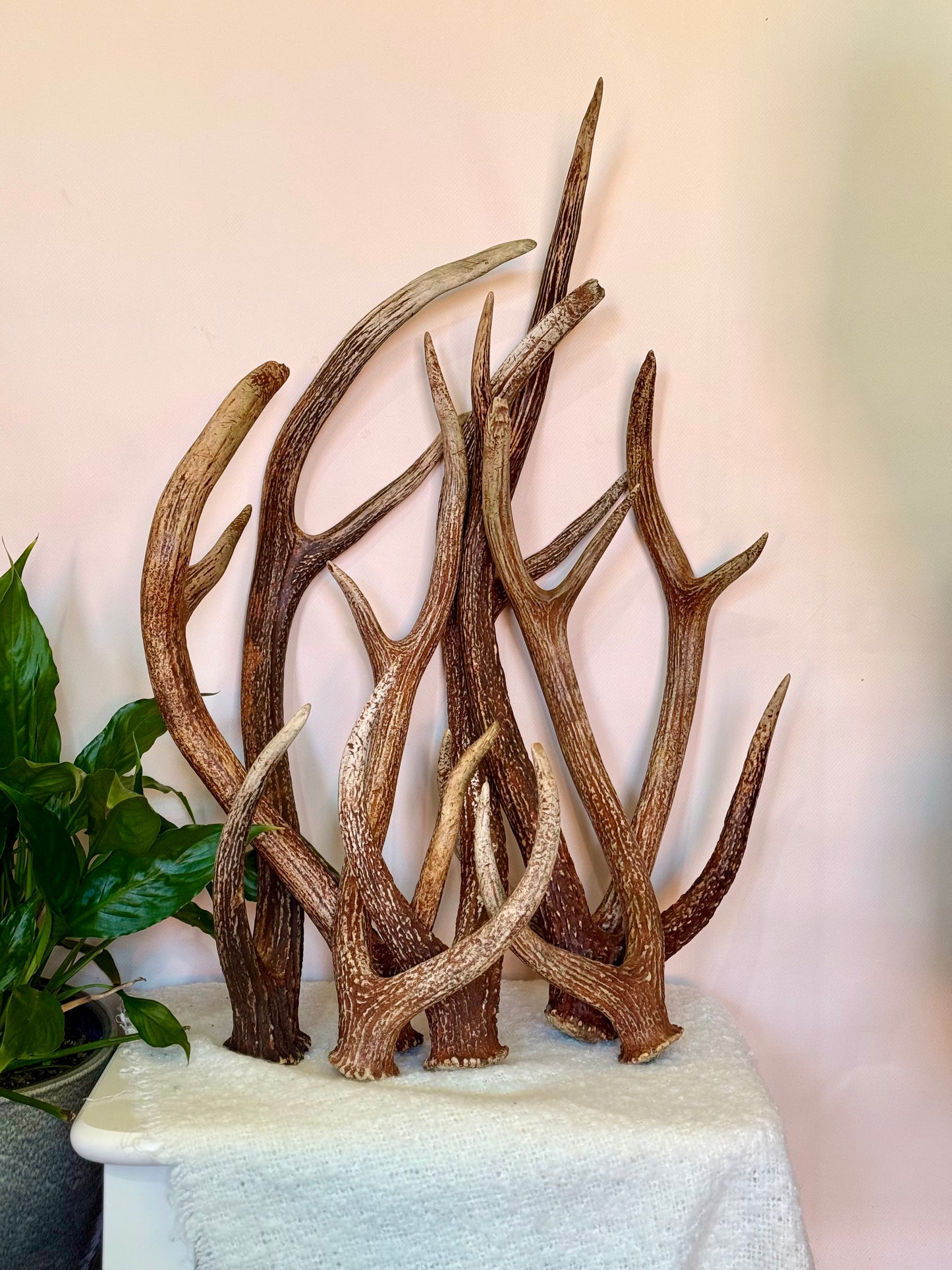 Chital Deer Antlers - Large