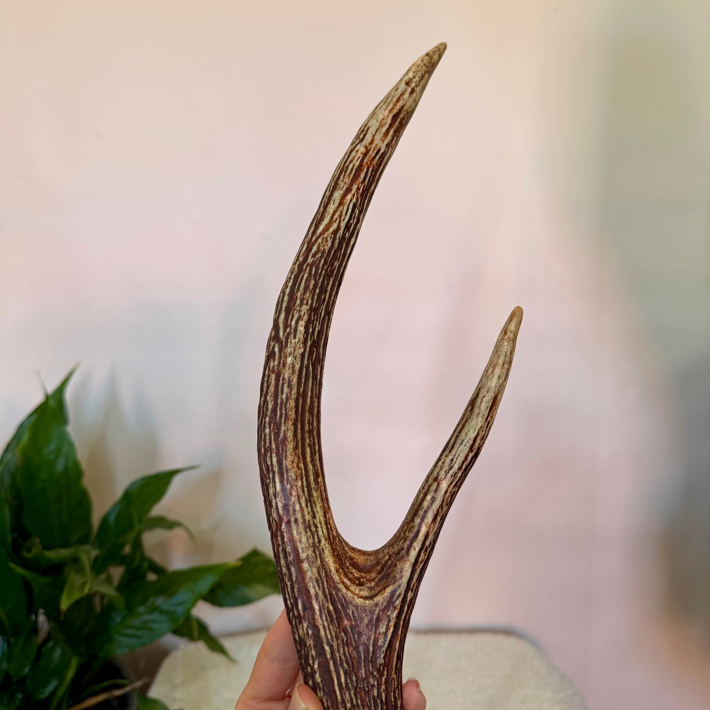 Chital Deer Antlers - Large