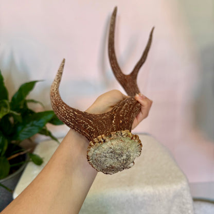 Chital Deer Antlers - Large