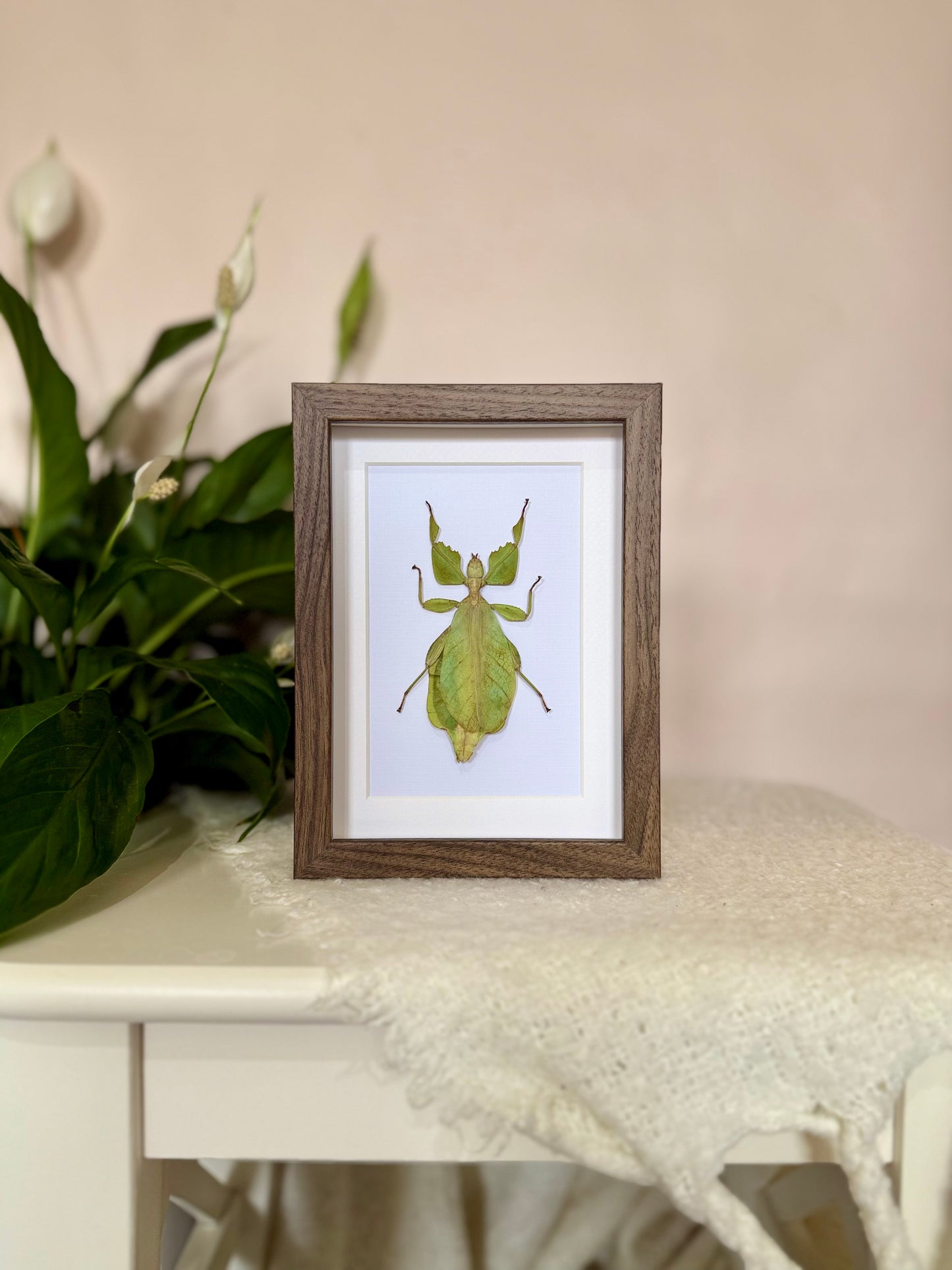 Walking Leaf Mimic Insect