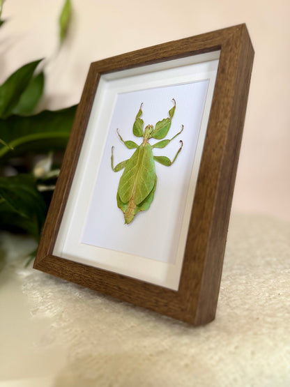 Walking Leaf Mimic Insect