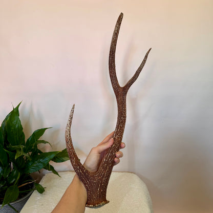 Chital Deer Antlers - Large