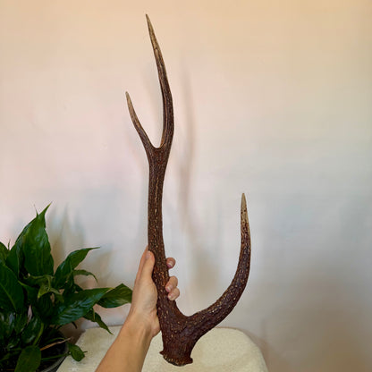 Chital Deer Antlers - Large