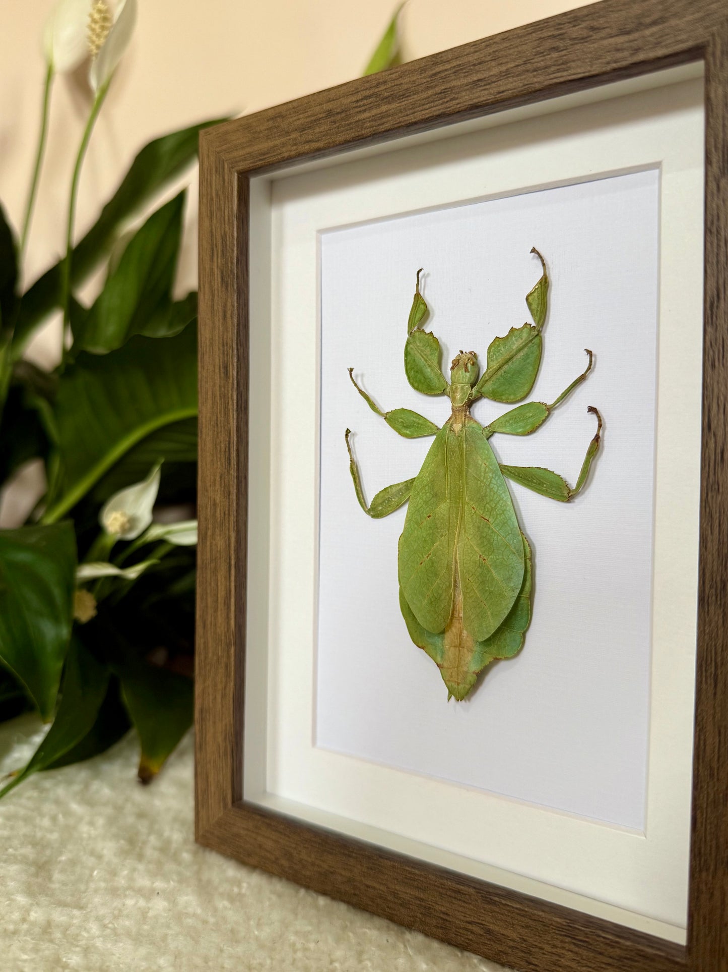 Walking Leaf Mimic Insect