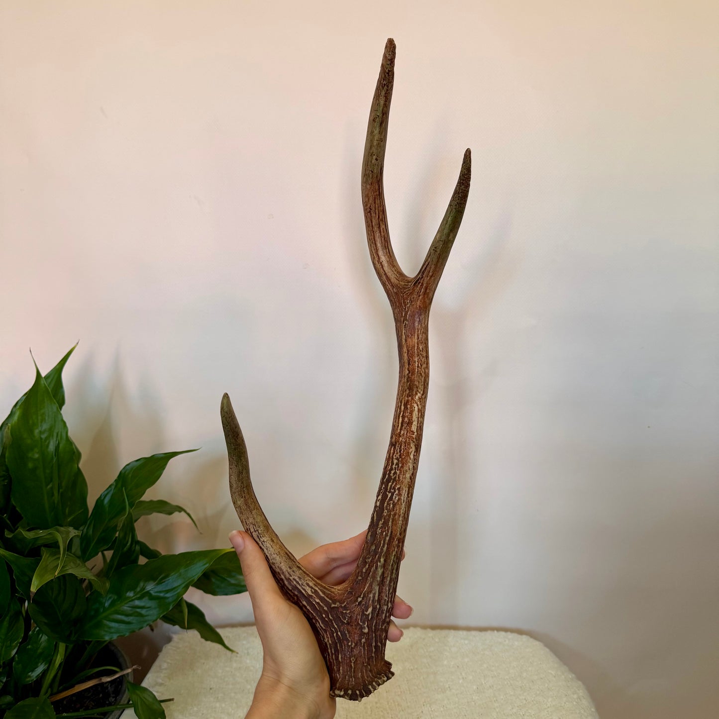 Chital Deer Antlers - Large